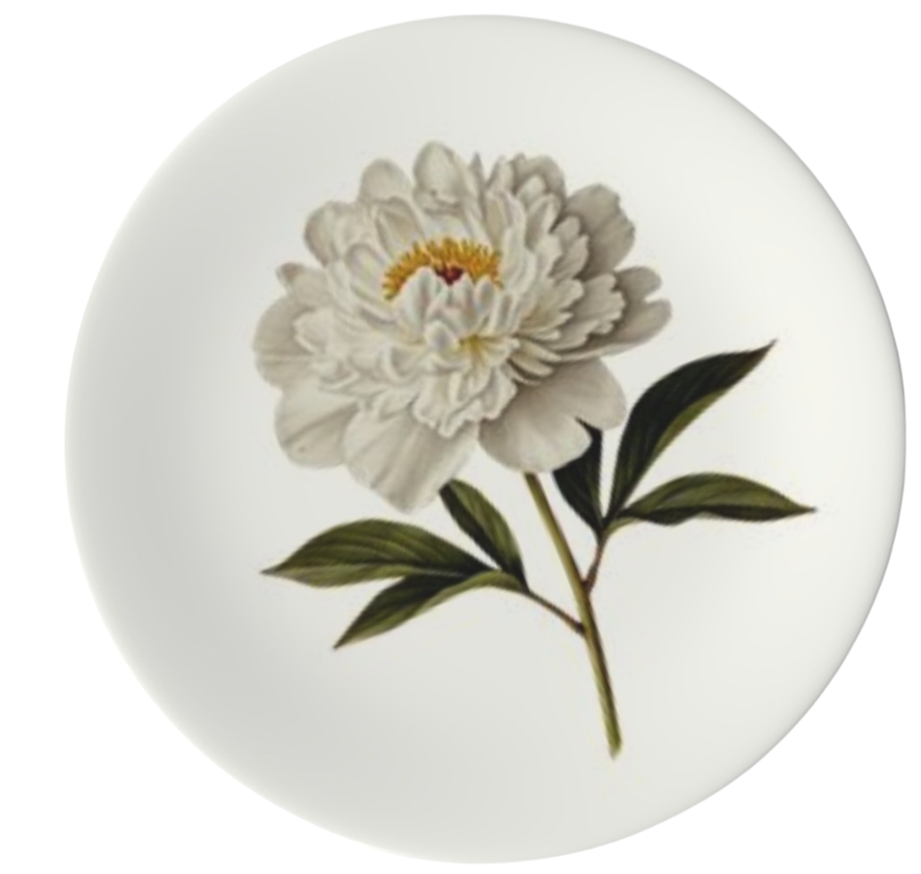 White Peony
